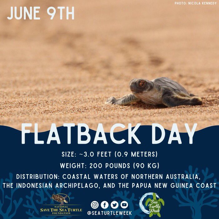 scubated's tweet photo. On June 9th we celebrate Flatback Day!🌏🇦🇺🦘

🐢 Flatback sea turtles love to eat jellyfish, sea cucumbers, and soft corals.

Find links and resources for more about this unique turtle from Down Under here ⬇️
https://t.co/caLx5tXYC2

Photo 📸 Nicola Kennedy
#SeaTurtleWeek https://t.co/nVA3isZZP6