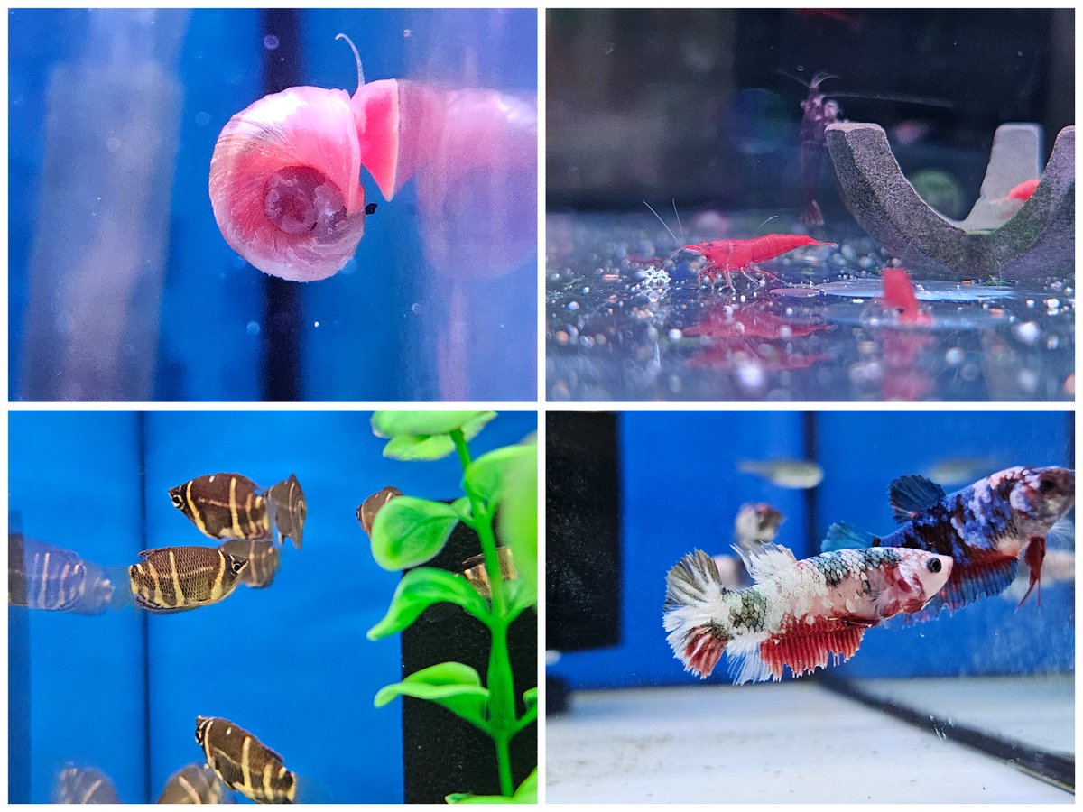daueracuarios's tweet photo. Nuevas entradas de dulce de esta semana, a destacar: gourami chocolate, pangasius albino, pimelodella, gambas, esturiones...
👇
https://t.co/u2fwFLQ4ZN
#acuariofilia #Acuario #peces #peceras #pecestropicales #aguadulce #acuariofiliaespaña #aquascaping #dauer #daueracuarios #bcn https://t.co/LZy1pGy2Fo