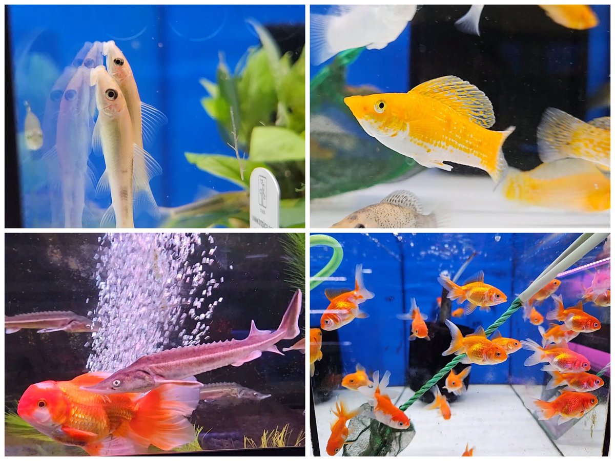 daueracuarios's tweet photo. Nuevas entradas de dulce de esta semana, a destacar: gourami chocolate, pangasius albino, pimelodella, gambas, esturiones...
👇
https://t.co/u2fwFLQ4ZN
#acuariofilia #Acuario #peces #peceras #pecestropicales #aguadulce #acuariofiliaespaña #aquascaping #dauer #daueracuarios #bcn https://t.co/LZy1pGy2Fo