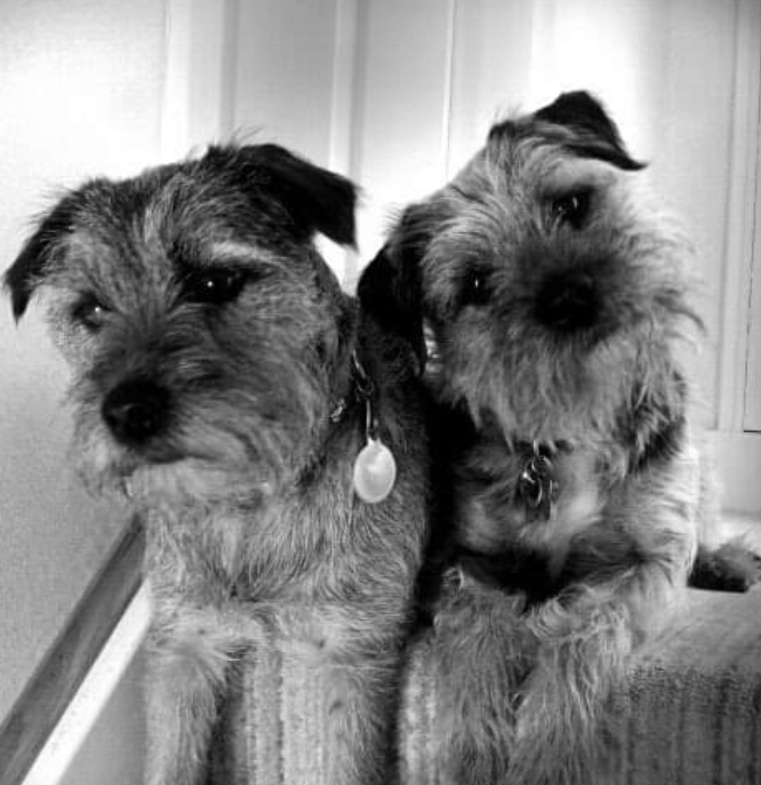 Mams fave pic of me &Ruby, she fort she wud sharesies it wiv me pals. It wuz 10yrs ago, when we wuz less gwey and stiff. #BTPosse #dogsoftwitter #borderterriers