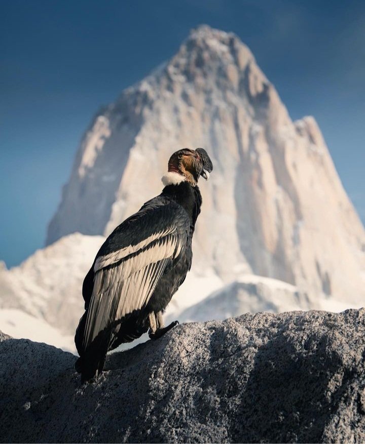 Imagen_Arg's tweet photo. Cóndor Andino, una especie enblemática en Sudamérica.
El Chaltén, Santa Cruz
📷 Tylekki https://t.co/rwUdGdJOkQ