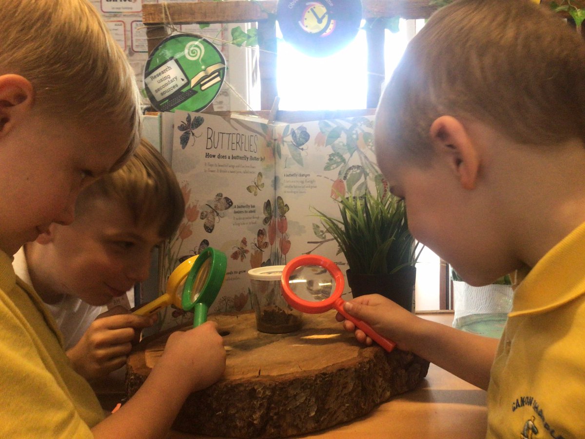 Canon_Reception's tweet image. Our caterpillars have grown so much already in one week… We think that they are getting ready to enter their chrysalises! I wonder what we will find when we return to school on Monday 🔎🐛✨🦋 @Cornerstonesedu #CreepCrawlandWriggle #EYFS @CanonSharples @LT_Trust #cspsscience