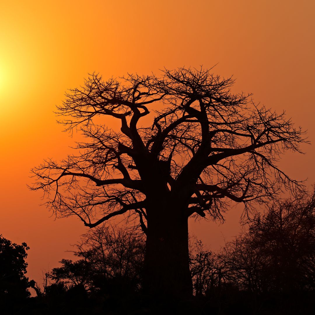 Also known as "the tree of life", The African Baobab tree occurs most commonly in the north of the Kruger National Park and can live for hundreds and even thousands of years! #tree #sunset #landscapephotography #nature #naturephotography #travel #krugernationalpark #safari