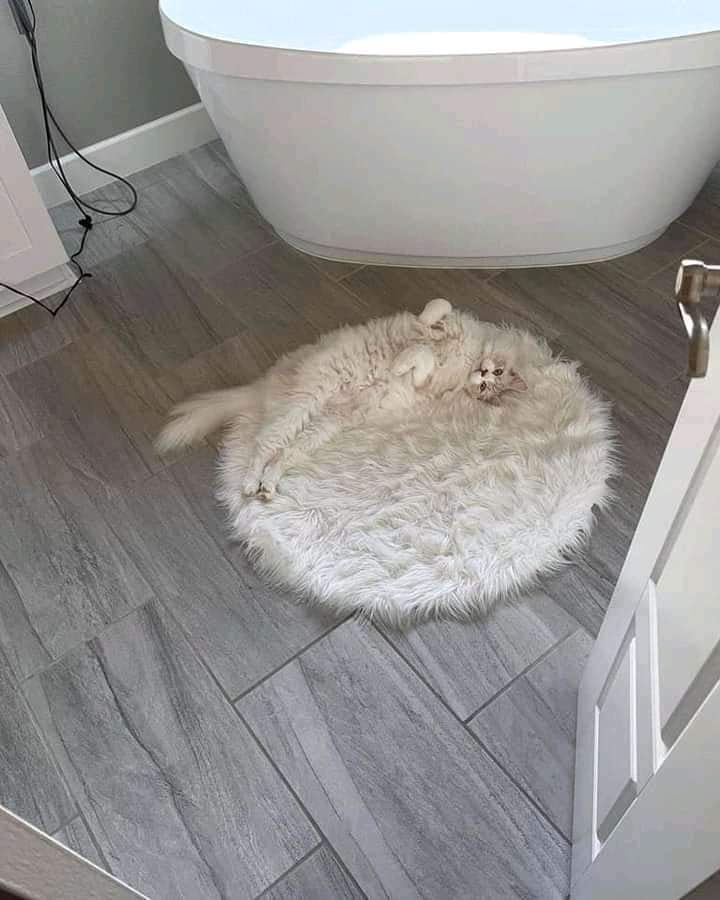Thereisnocat_'s tweet photo. https://t.co/rx3CYKwxEq