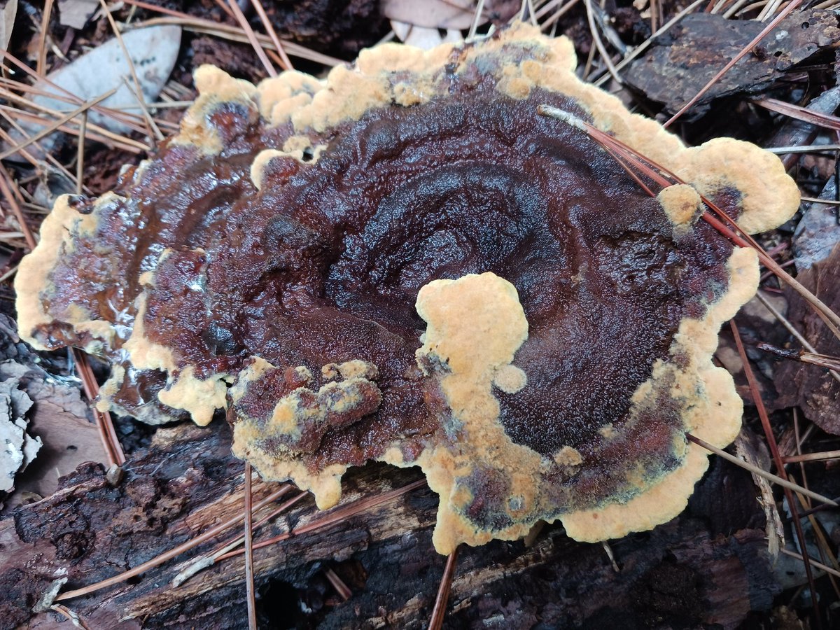 🍄Fungi Friday🍄