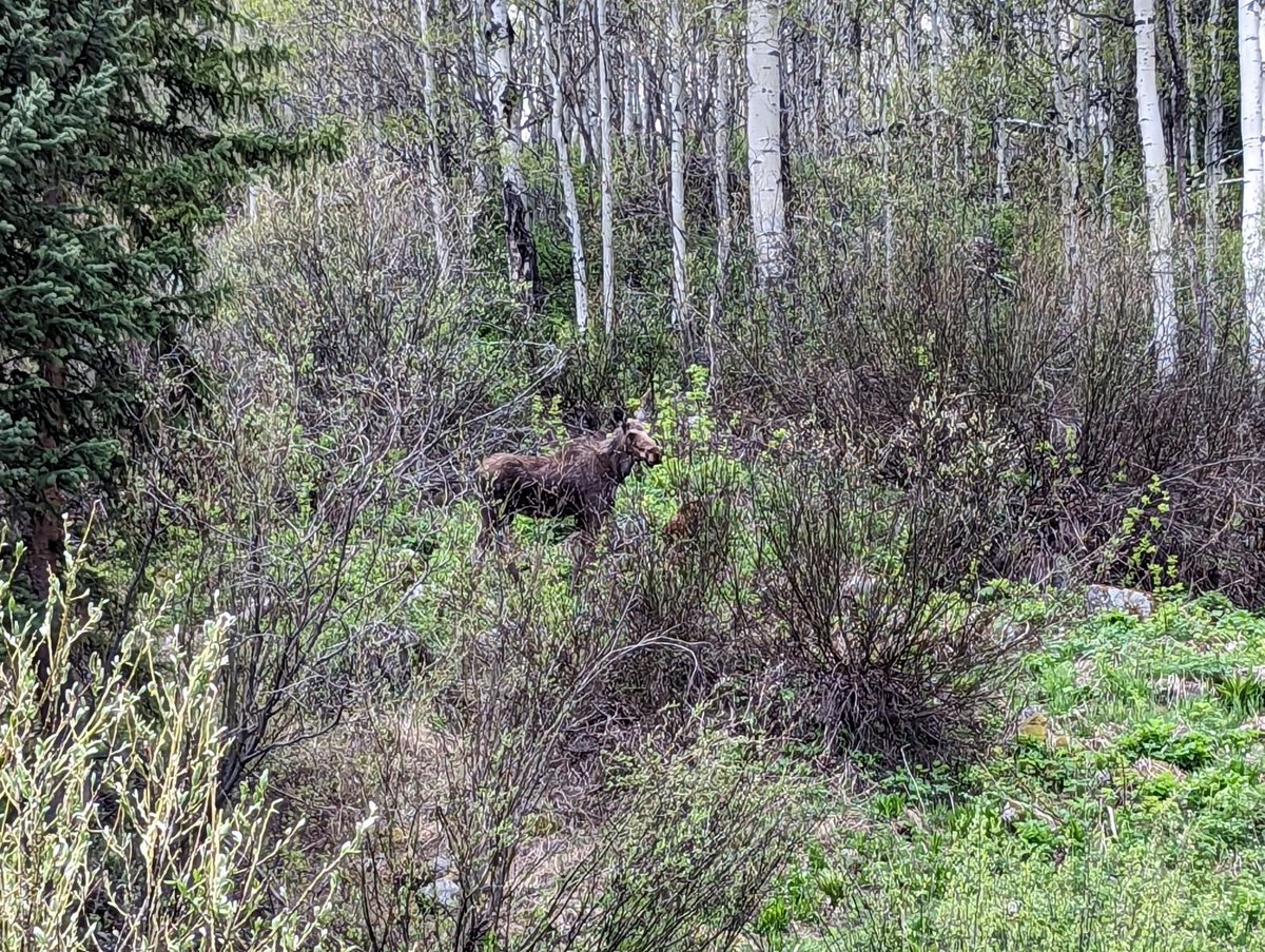 MedoffLab tweet media