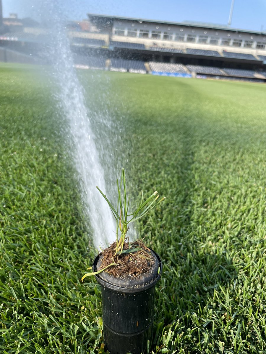 Reason #999 why I love 365 by <a href="/MtnView_Seeds/">Mountain View Seeds</a>. It will grow almost anywhere!!