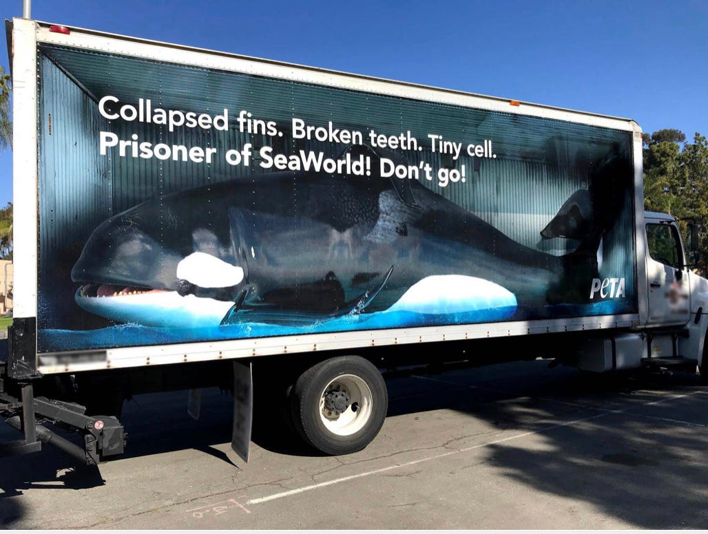 SteveSchmidtSES's tweet photo. Today’s essay is guest written by my daughter, who inspired me to write about Orcas last week. She felt that there was much more to say about them, and so I’ve given her the opportunity to share more information on the topic: https://t.co/jH0GRSGT3Z https://t.co/KIqCrXOQMp
