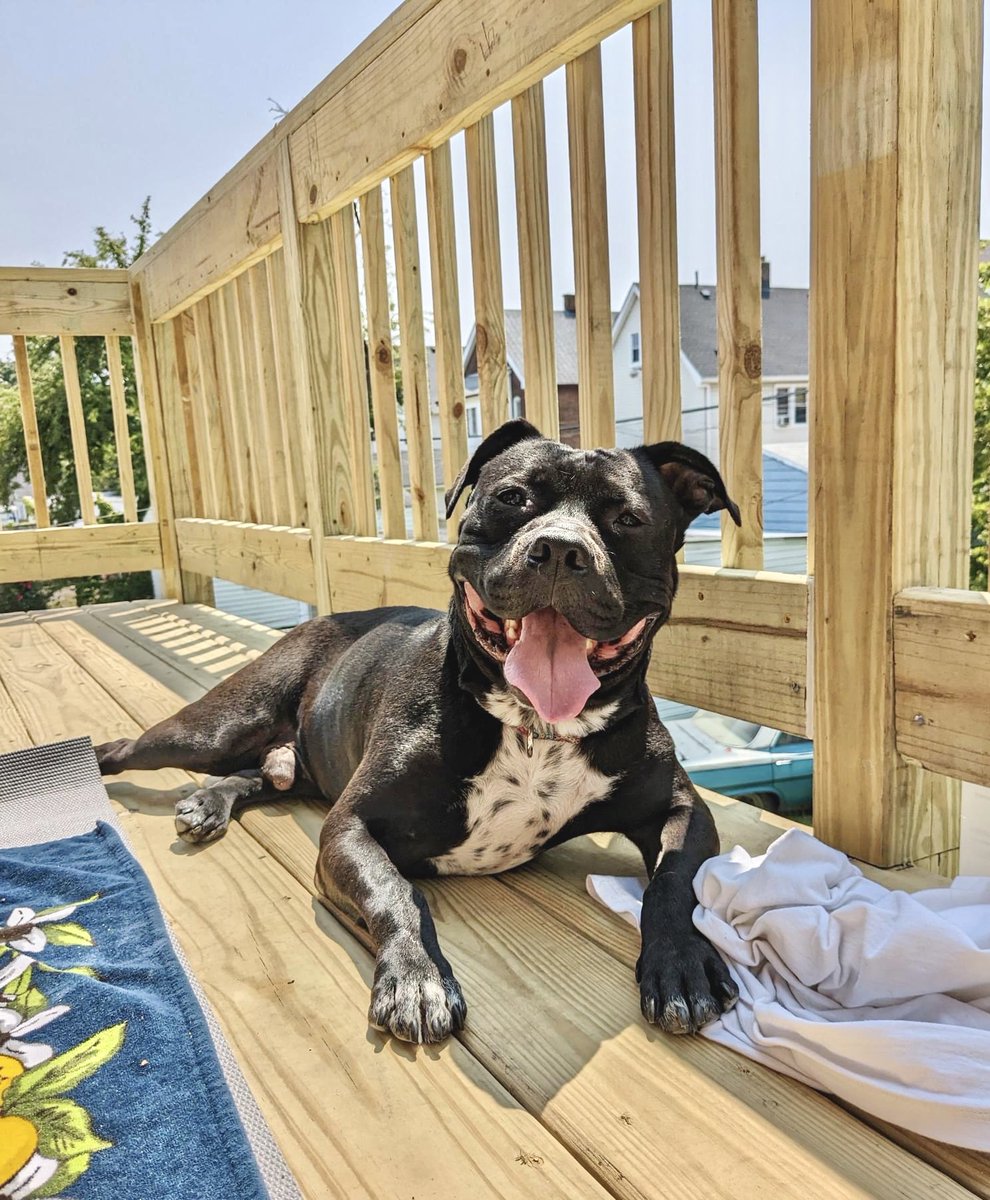 #FosterFriday Chico is irresistible with his big gummy smile and cheerful personality! He is housebroken, crate trained, & walks with a loose leash. Chico also makes a good WFH buddy, as he can self entertain and offer snuggles during breaks. tinyurl.com/meetacitydog #adoptme