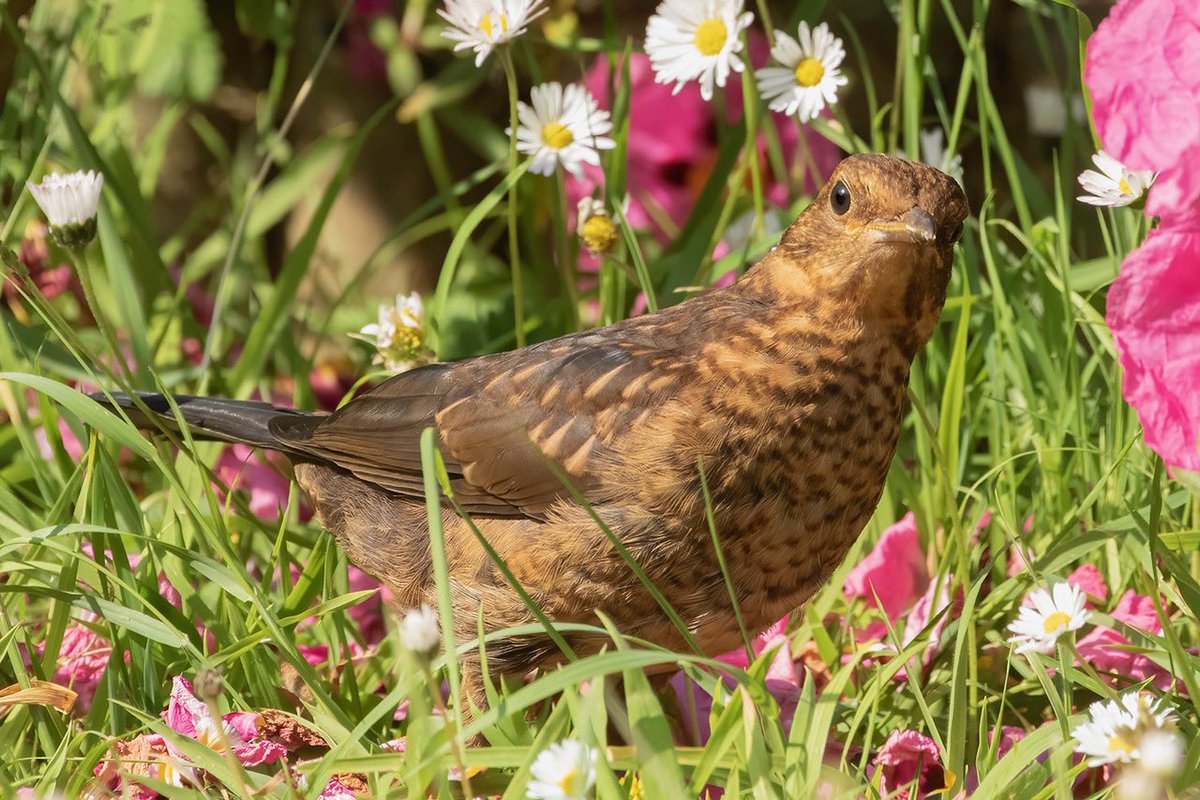 Juvenile Blackbird in the garden, enjoying the benefits of #nomowmay and #letjunebloom or as I call it I can’t be assed to cut the grass 😁