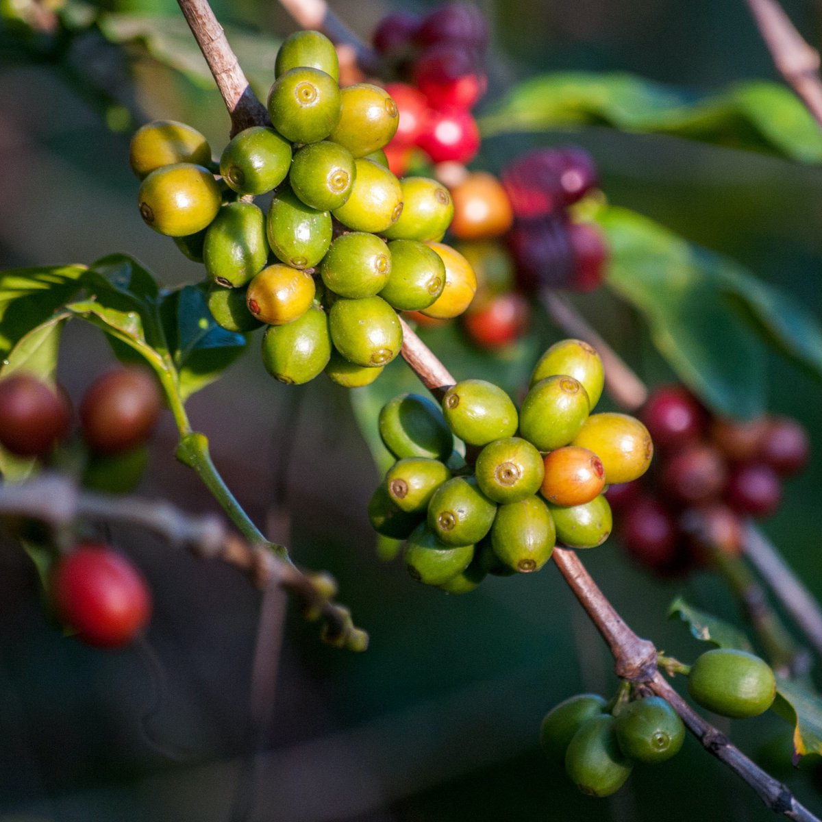 ☕️ Fun fact: The average lifespan of a coffee tree is around 20-30 years, but it takes about 3-4 years for a newly planted coffee tree to produce its first harvest. Patience is truly a virtue when it comes to these delightful beans! 🌱☕️ #CoffeeFacts #BeanJourney #BigBrainCoffee