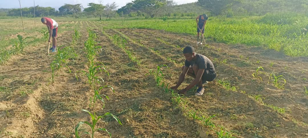 bladimirguerra8's tweet photo. #09Jun Así avanza proyecto agrícola de la Dirección de Intendencia del #COLOP @CeofanbColop @libertad003 de siembra de 5000 plantas de maíz amarillo por #Autogestion en pro del bienestar de la #FamiliaMilitar en Elemento avanzado del Fte Guaicaipuro @dhernandezlarez #SomosCOLOP https://t.co/4MD0iPcChO