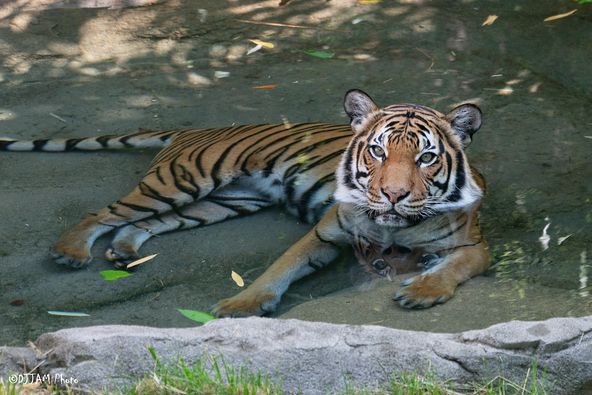 CincinnatiZoo's tweet photo. Pools are open! https://t.co/uTewMgELqh