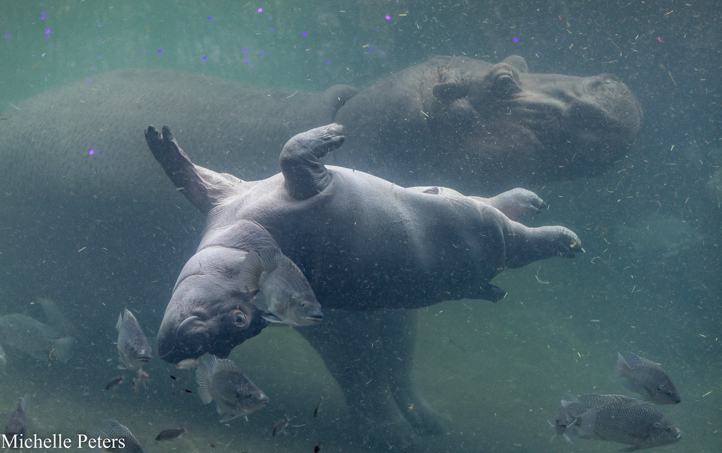 CincinnatiZoo's tweet photo. Pools are open! https://t.co/uTewMgELqh