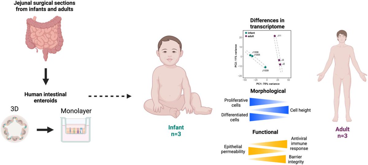 Infant and Adult Human Intestinal Enteroids are Morphologically and Functionally Distinct

Beautiful work by <a href="/GraceforSci/">Grace Adeniyi-Ipadeola</a>, <a href="/sash_ramani/">Sashi Ramani</a>, and colleagues at <a href="/BCMFromtheLabs/">From the Labs at Baylor College of Medicine</a>.

biorxiv.org/content/10.110…