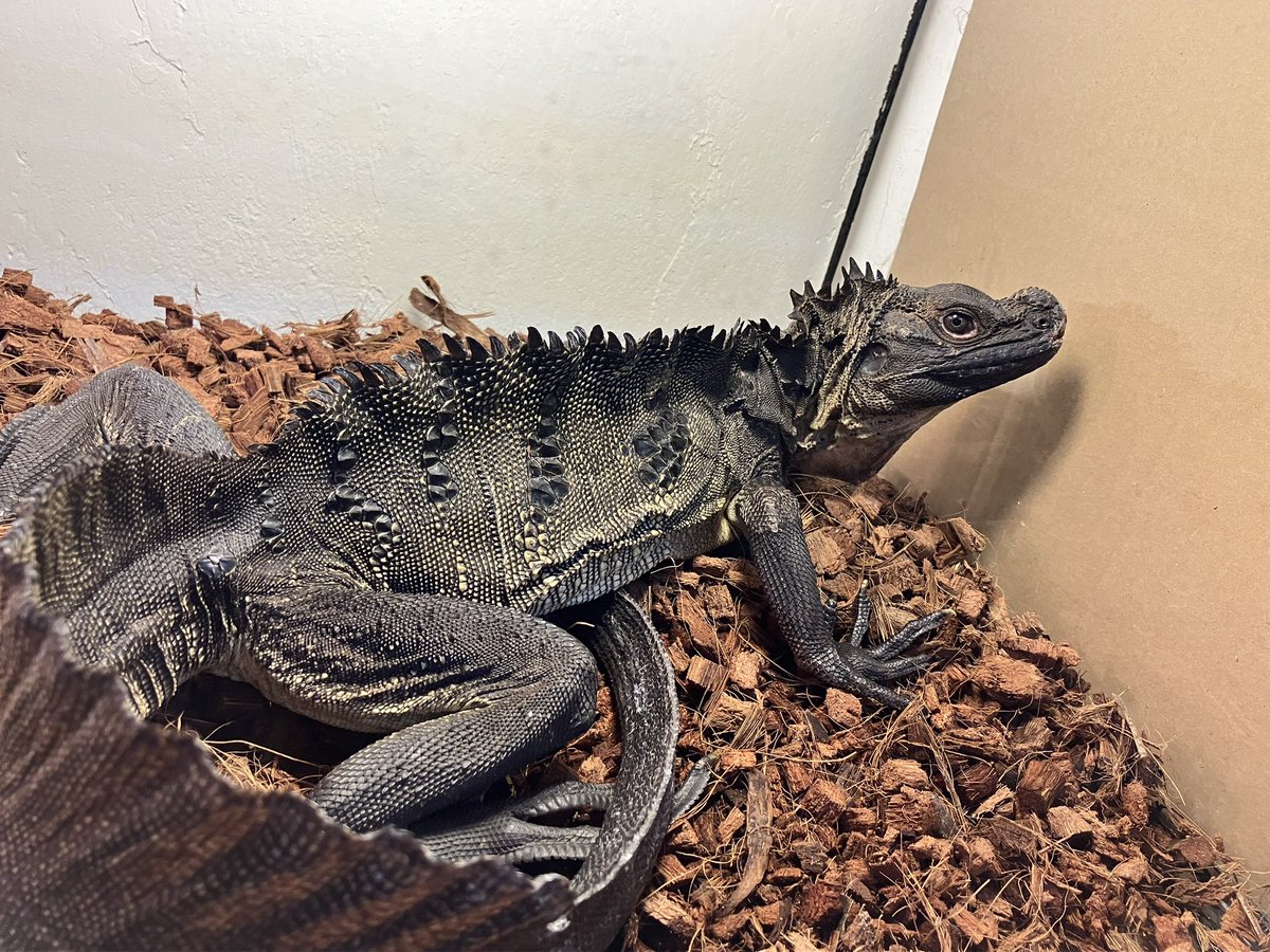 yasu_rep_snake's tweet photo. お店の子ですが…
このホカケトカゲ、イケメンです。
#youleoperd
#YouLeoperd
#マカッサルホカケトカゲ https://t.co/G2zBK2w2Rg