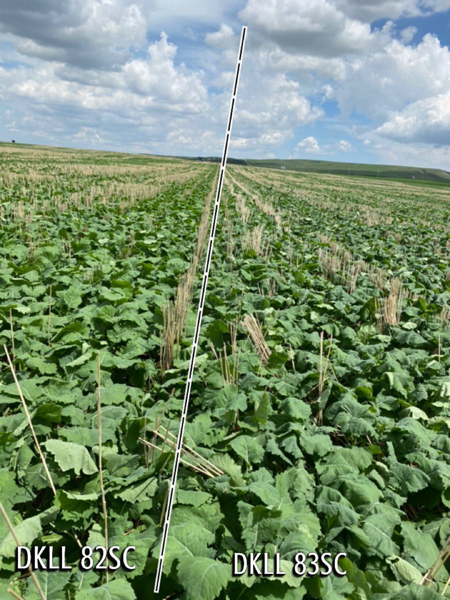 smokinchaces's tweet photo. May 4th seeded DEKALB canola trial near Gull Lake looking awesome on 1.25” of rain since we got the rain gauge up May 8th. 

*Contact to set up tour dates

@Bayer4CropsCA https://t.co/mw5adUsLlY