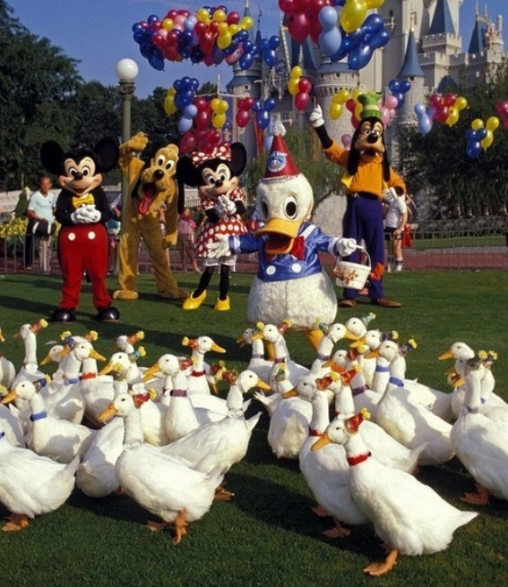 Happy Birthday to the one and only Donald Duck- who turns 89 today!