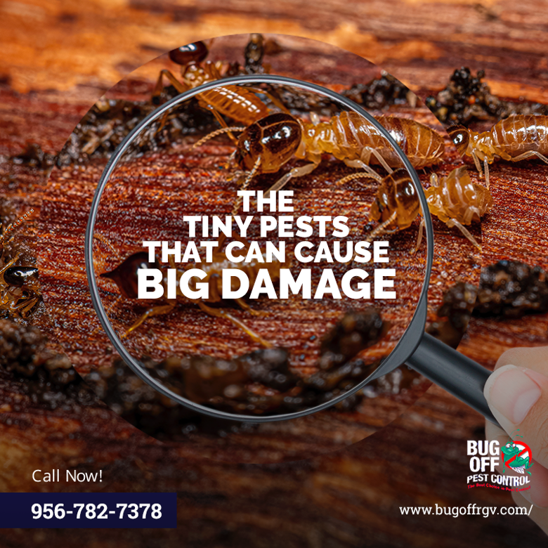 BugOffRGV's tweet image. Termites don't discriminate – they'll invade any type of home. Protect your property with regular termite inspections and treatments. Don't take the risk, call us today at 956-782-7378 to schedule an appointment and say goodbye to termites for good!