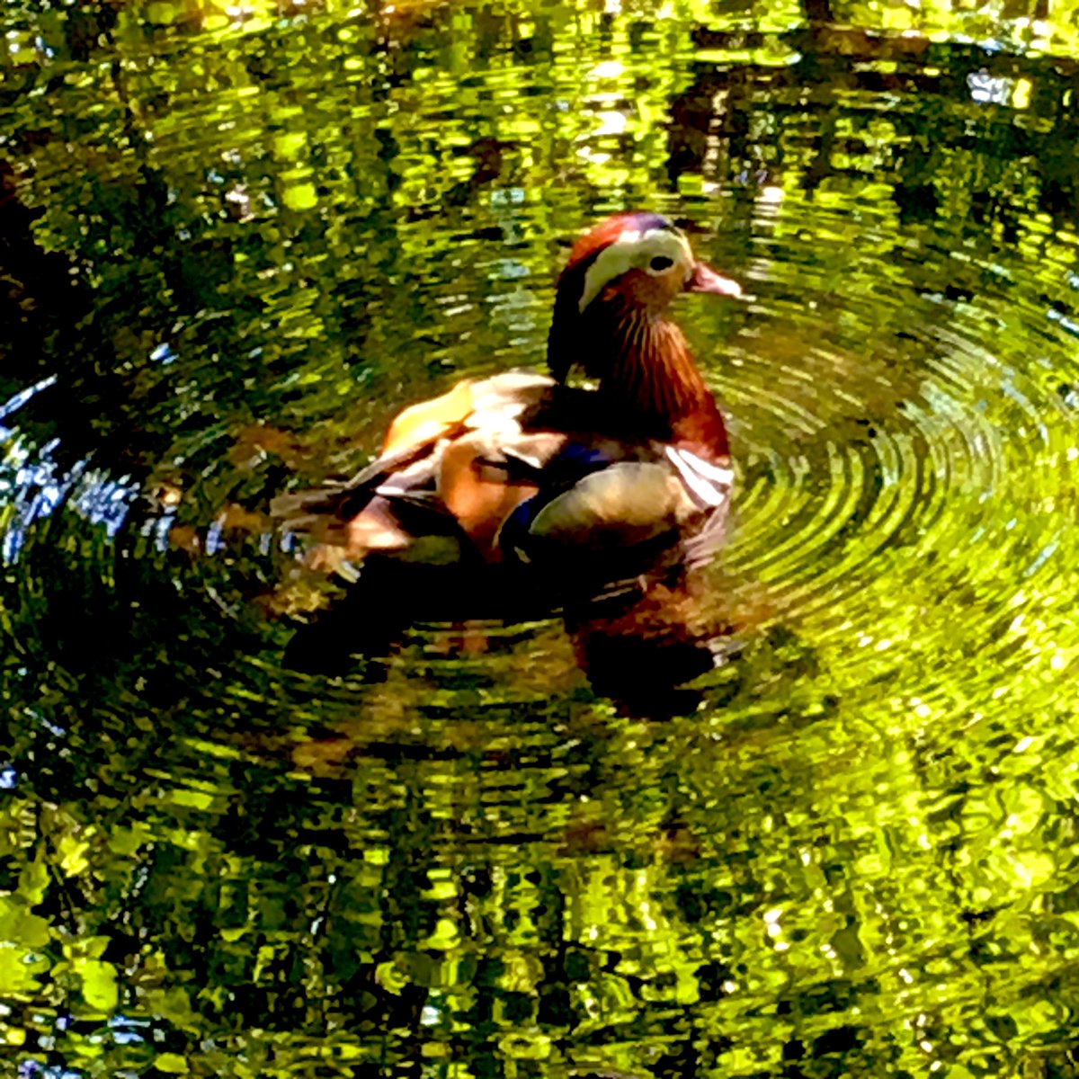timjwakefield's tweet photo. Outstanding views of Mandarin Duck โ& โ& 4 ducklings along woodland walk path towards woodland hide at @Pensthorpe early this afternoon. A new species โ๏ธ for me. ๐ฆ
#BirdingByBus
#LowCarbonBirding
@SandersCoaches
@FirstNorwich https://t.co/jNjUdLua3F