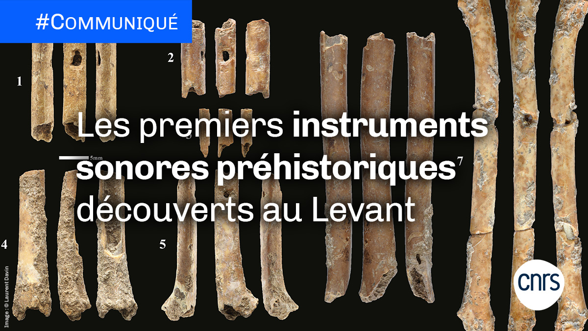 #Communiqué 🗞 Une équipe de scientifiques franco-israélienne a identifié sept instruments sonores préhistoriques, des « flûtes ». Cette découverte d’aérophones est rarissime : ce sont les premiers instruments sonores découverts au Proche-Orient.

➡ cnrs.fr/fr/les-premier…