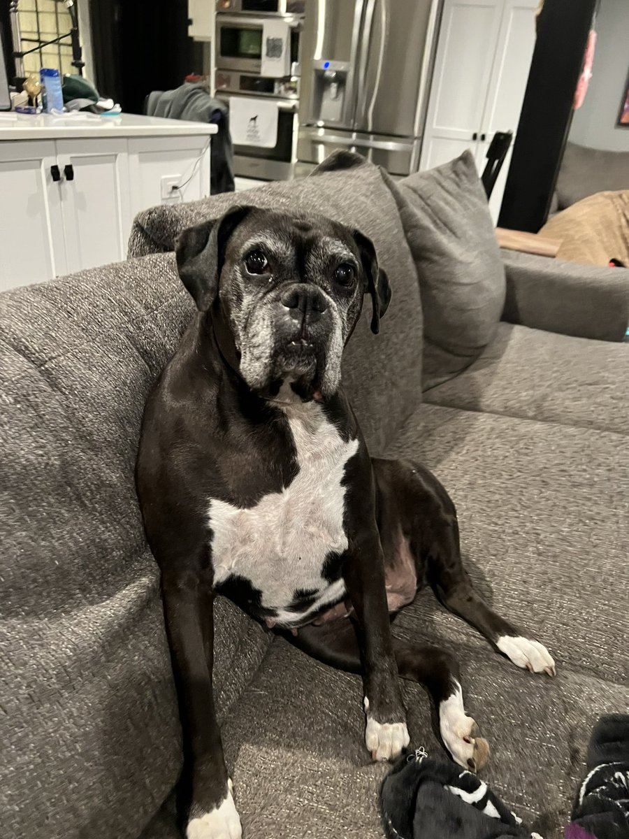 Shadow girl just relaxing 

#boxerpuppy #boxerdogs #boxerlife 
#boxerlovers #boxersrock #boxersoftwitter #boxerdogsoftwitter #dogsoftwitter