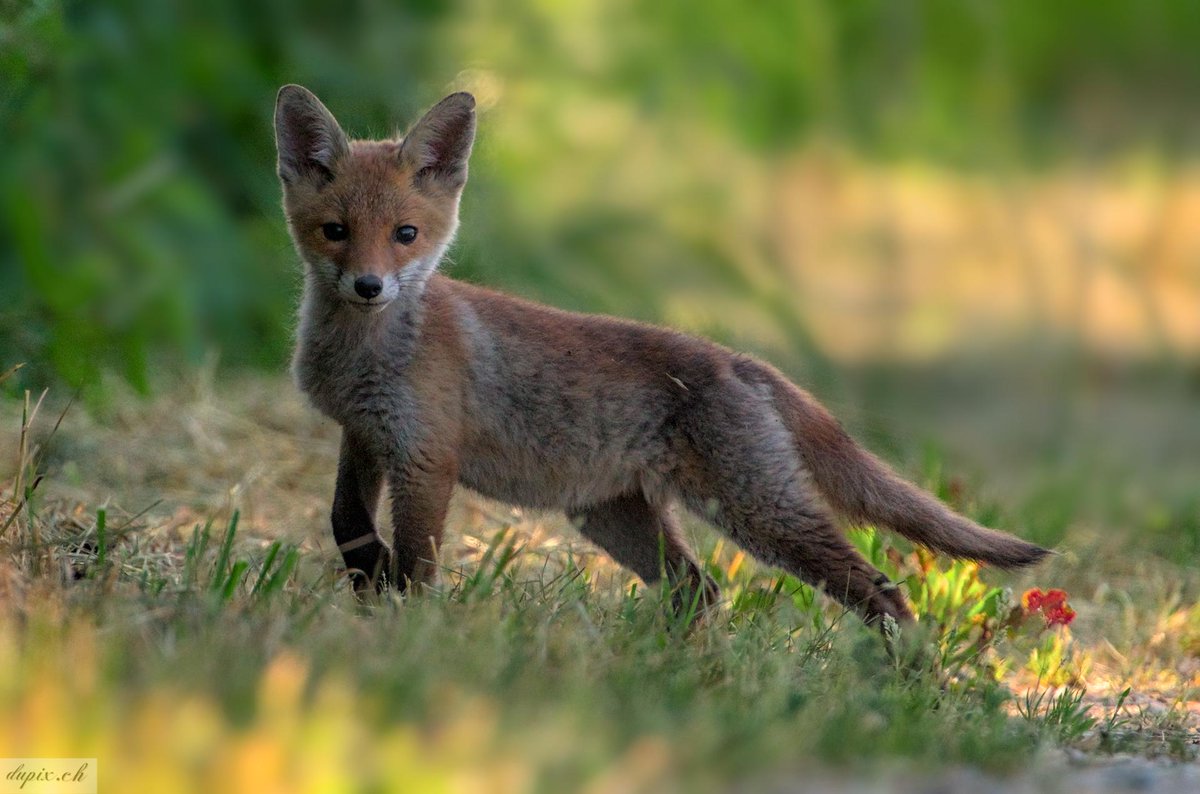 Ein junger Fuchs😊

#wildlifephotography #wildlife #Tierfotografie #fox #Fuchs