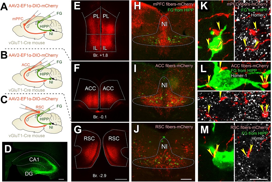 PLOSBiology's tweet photo. New insights into how hippocampal #MemoryFormation &amp; recall is controlled by a disinhibition-based mechanism, supported by #hippocampal #somatostatin interneurons &amp; their pontine #brainstem inputs from the #NucleusIncertus #PLOSBiology https://t.co/Hu6f8mjiCm https://t.co/Q5hBYuYDPJ