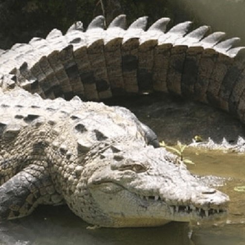KTX_Official's tweet image. 🚨NOTÍCIA: Sem contato com machos, crocodilo fêmea gera filhote sozinha. O animal engravidou sozinho (virgem) e reproduziu 99,9% de seu DNA.

O caso aconteceu em um zoológico da Costa Rica. Os cientistas dizem que a característica pode ser herdada de um ancestral evolutivo, então…
