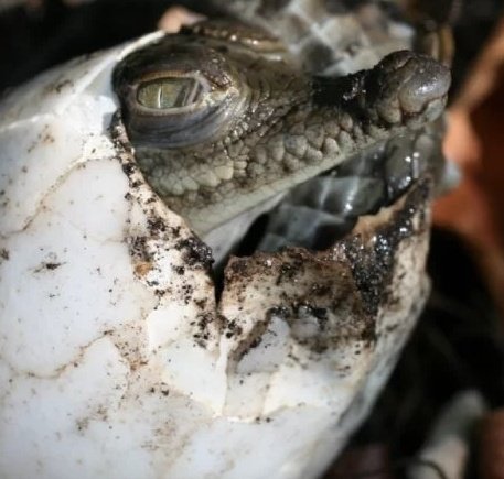 KTX_Official's tweet image. 🚨NOTÍCIA: Sem contato com machos, crocodilo fêmea gera filhote sozinha. O animal engravidou sozinho (virgem) e reproduziu 99,9% de seu DNA.

O caso aconteceu em um zoológico da Costa Rica. Os cientistas dizem que a característica pode ser herdada de um ancestral evolutivo, então…