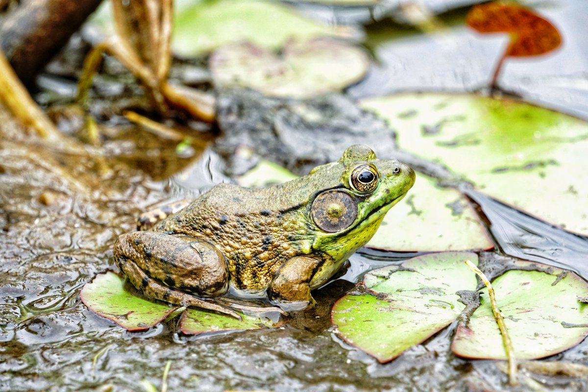 KarissasKapture's tweet photo. Happy FriYaaY from my Froggy Friend! 🐸
#KarissasKaptures #FridayFrogs #FrogFriday #FrogFriYaY #Frogs #RutgersGardens #wildlifephotography #Wildlife #Lilypad #NJInBloom #NJShooterz #spreadingphotolove #wildnewjersey #gardenstateadventures #NewJersey #Photography https://t.co/qkesKyMUao
