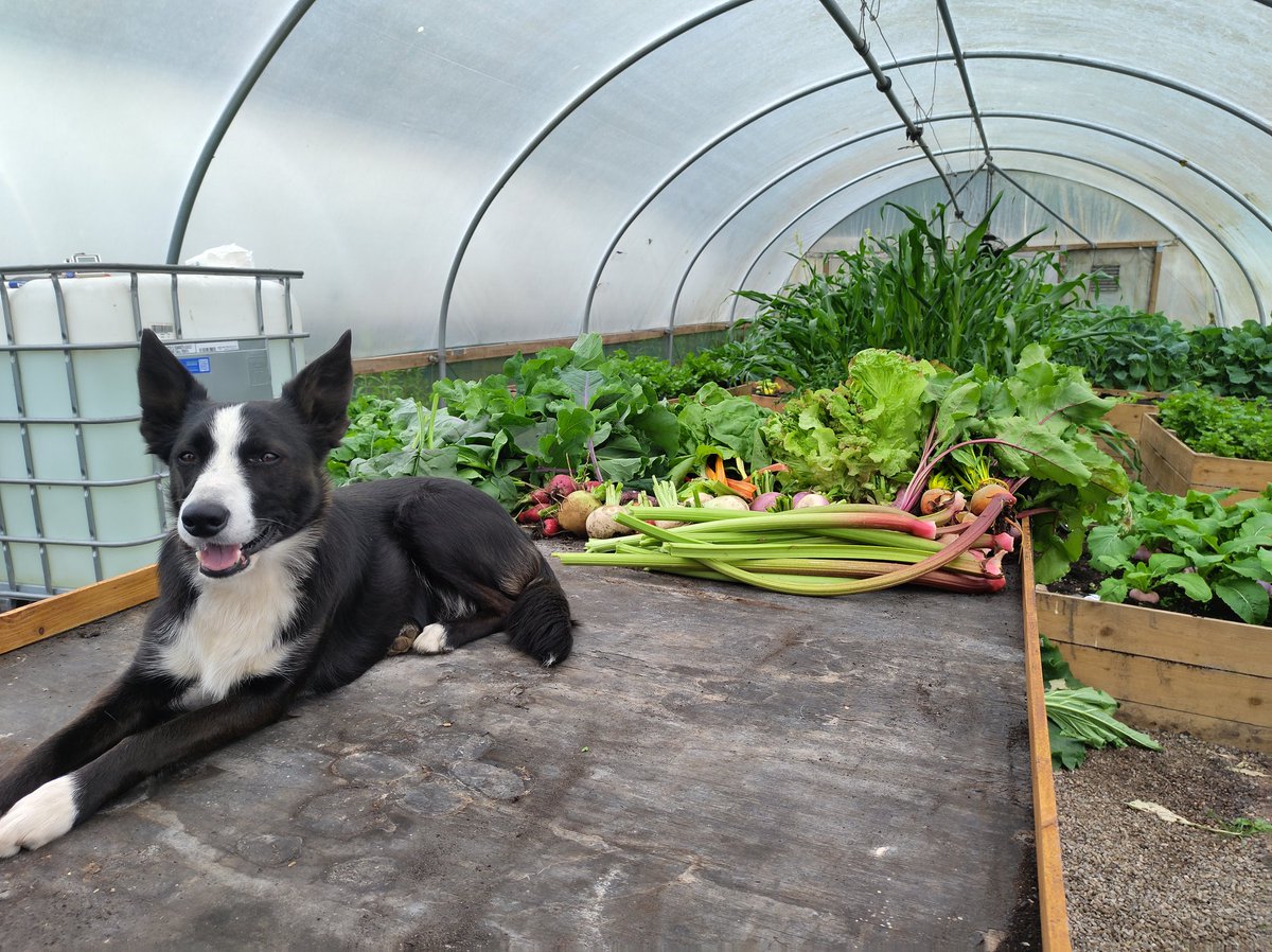 STS C.I.C tweet media