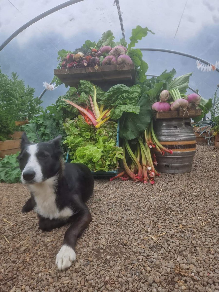 STS C.I.C tweet media