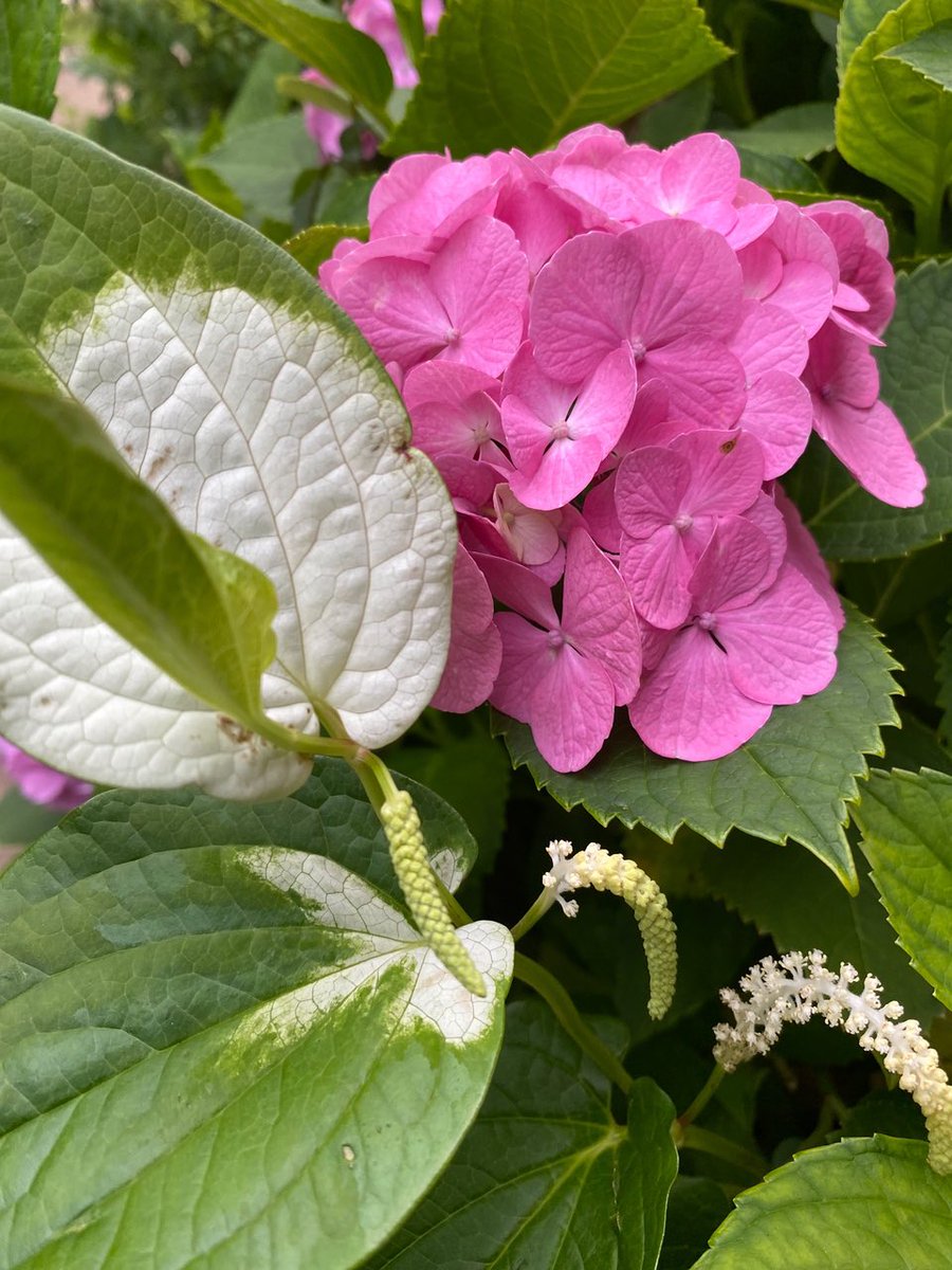Have a great weekend Twitter friends 😊🖐️
#FlowersOnFriday #PinkFriday 
#ハンゲショウ #JuneFlowers