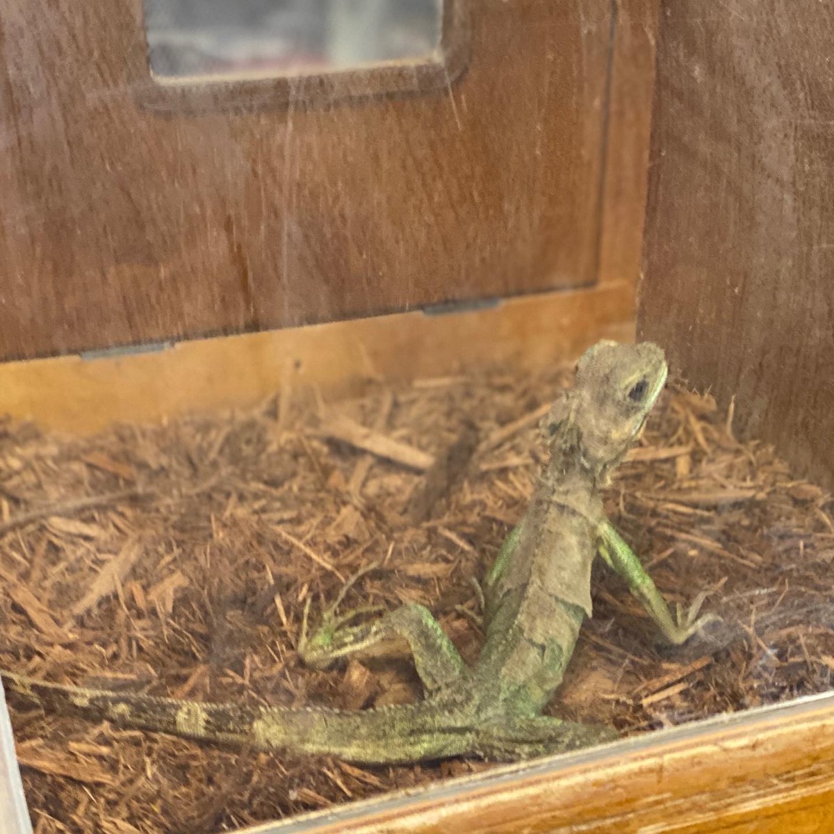 bookmans's tweet photo. A BIG thank you to Phoenix Herpetological Sanctuary and everyone helped us kick off this year’s Summer Kids events @bookmansmesa 

Our free summer kids events are every Wednesday at 1 PM. Please email MesaEvents@Bookmans.com to get signed up!

#summerkids #Bookmans #BookmansMesa https://t.co/VBlXmjOOfG