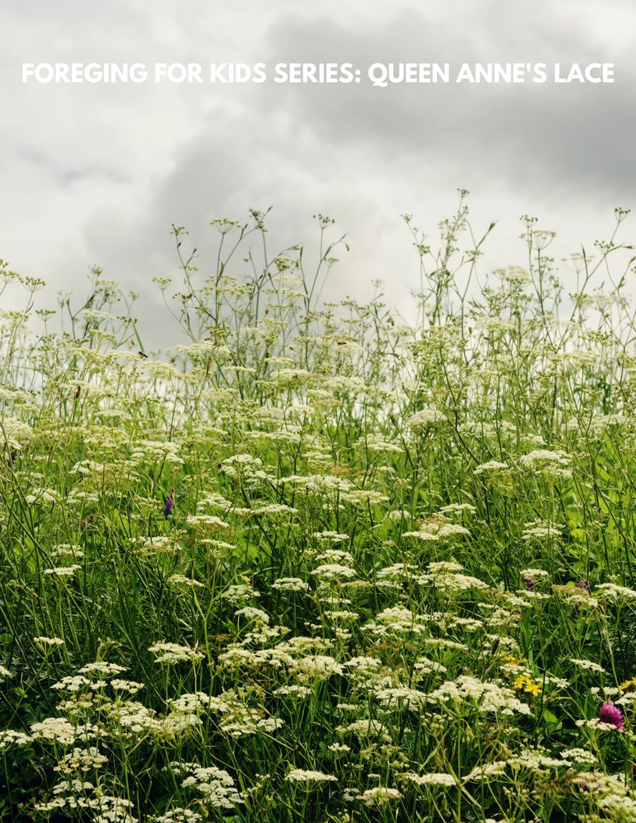 Introducing the Foraging For Kids Series: Queen Anne's Lace 31-page Homeschool Unit - the perfect educational tool for parents looking to teach their children about the wonders of nature. #homeschool #homeschooling #foraging #herbs 

oldschoolsurvivalbootcamp.com/store/ols/prod…