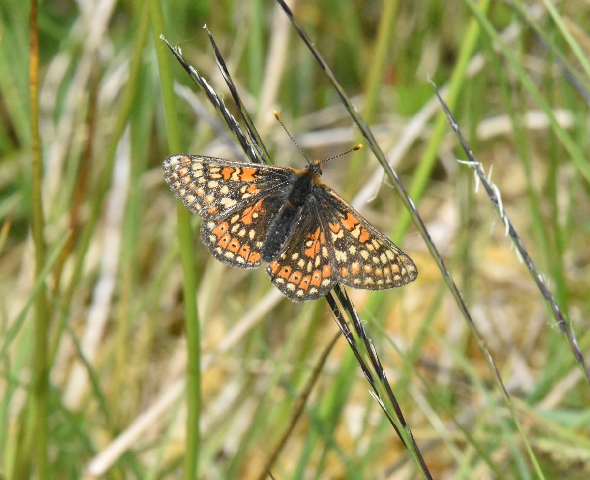 davephillips59's tweet photo. Large Heath Mountain Ringlet, Marsh Fritillary and Small Pearl-bordered Fritillary from the Cumbrian fells and mosses. https://t.co/XQEBFSXFD5
