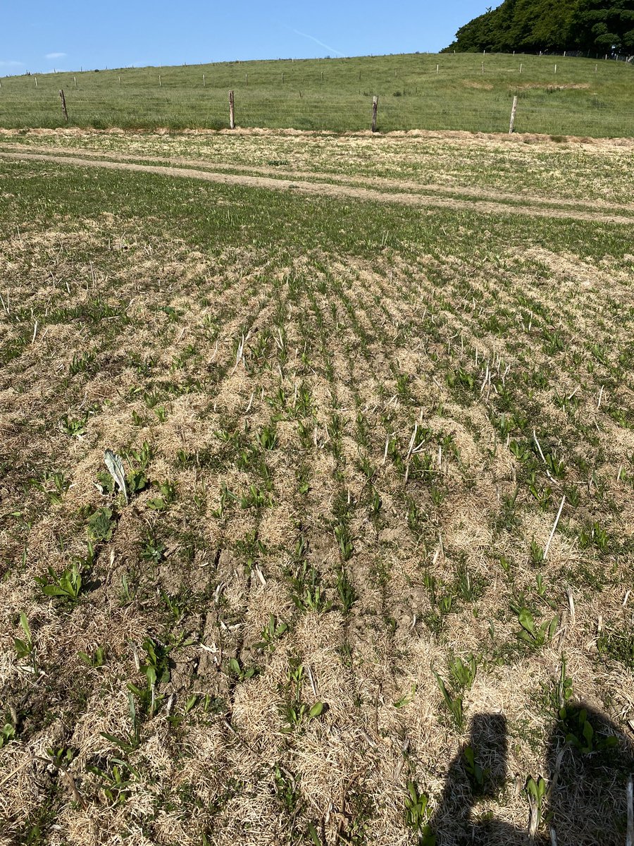 Back to <a href="/ucdlyonsfarm/">UCD Lyons Farm</a> today direct drilling herbs into multi species swards. Also went taking a look at some direct drilled redstart, multi species swards drilled back in early April . see  below