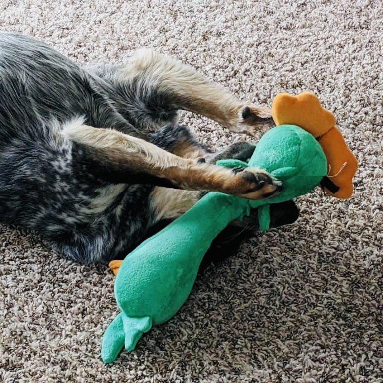 AliMatuszak's tweet photo. Happy Friday from June, who is completely asleep here. https://t.co/azSGDw2SD1
