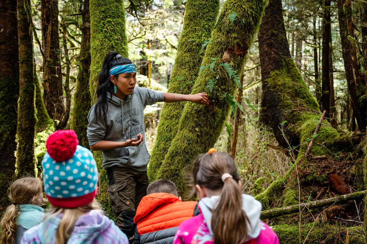 Sitka_Wild's tweet image. Last month, our Alaska Way of Life 4-H Club learned to locate, identify and safely process wild edibles with guidance from community members. Youth learned about edible plant species like fiddleheads, deer heart and licorice root fern, and saak (hooligan).