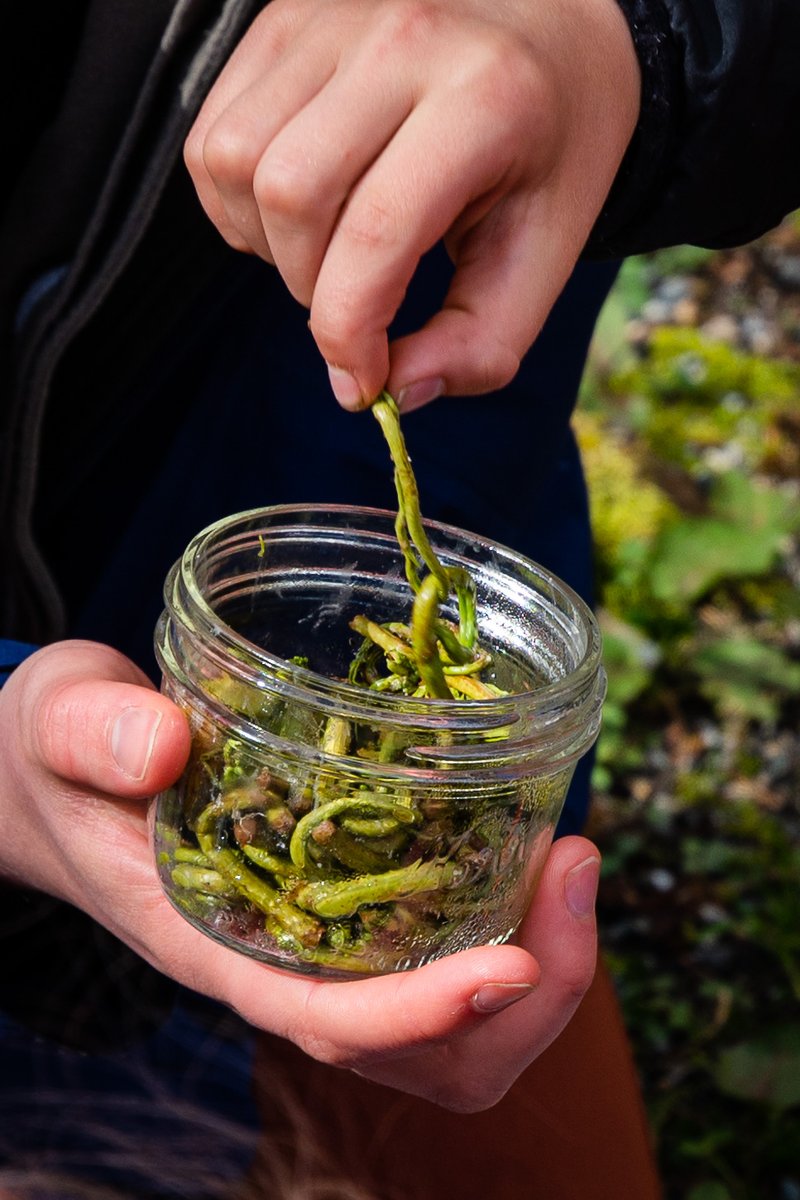Sitka_Wild's tweet image. Last month, our Alaska Way of Life 4-H Club learned to locate, identify and safely process wild edibles with guidance from community members. Youth learned about edible plant species like fiddleheads, deer heart and licorice root fern, and saak (hooligan).