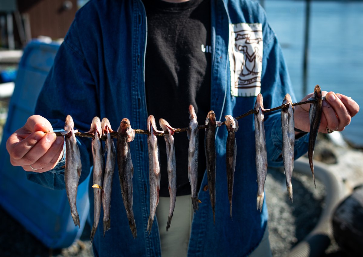 Sitka_Wild's tweet image. Last month, our Alaska Way of Life 4-H Club learned to locate, identify and safely process wild edibles with guidance from community members. Youth learned about edible plant species like fiddleheads, deer heart and licorice root fern, and saak (hooligan).