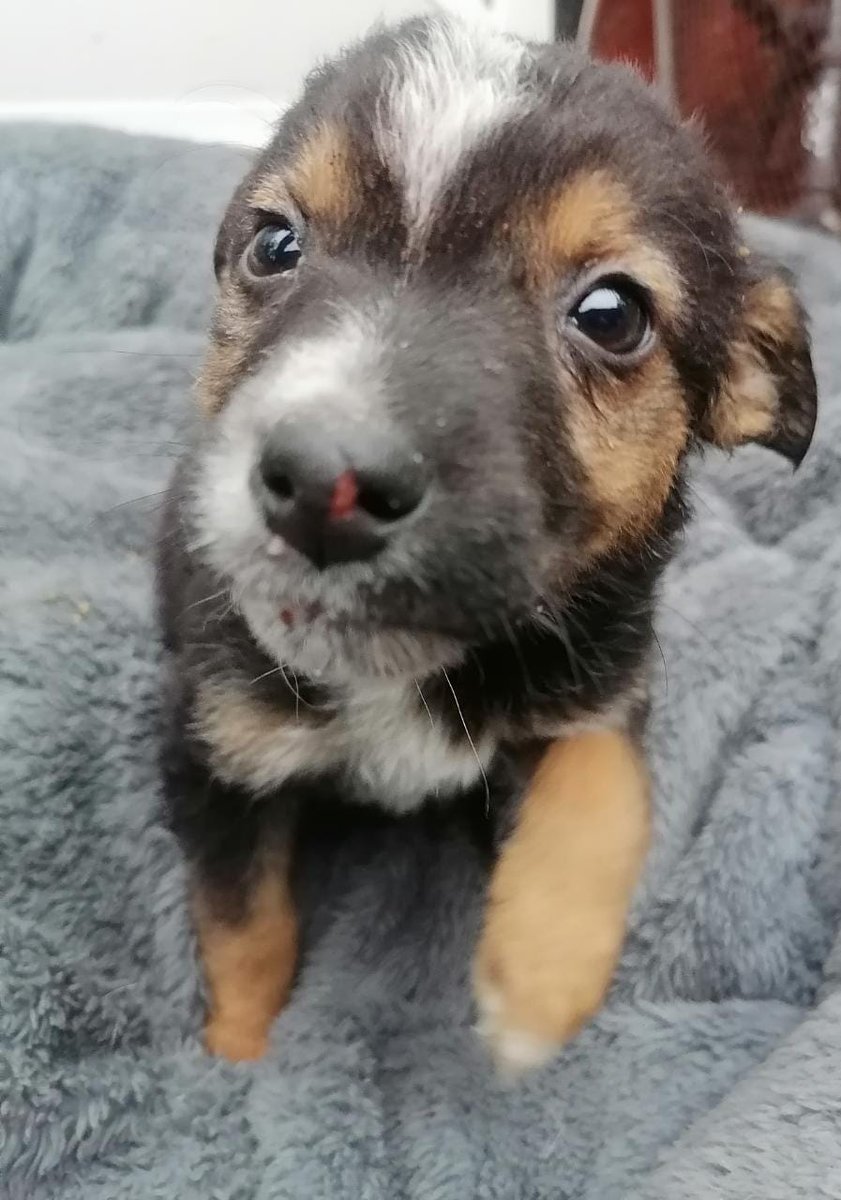 _danireyes's tweet photo. AYUDA FAVOR DIFUNDIR
Anoche y bajo la lluvia abandonaron a estos 3 cachorros que ahora buscan familia. Hay 2 machos, y una hembra (tiene herida su nariz)

Están ahora en Huechuraba, pero no los pueden tener por mucho tiempo. Puedo cooperar en los traslados ❤🙏🏻 https://t.co/p1ANvowc0N