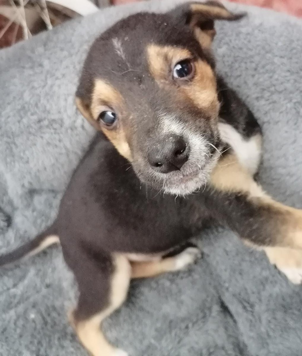 _danireyes's tweet photo. AYUDA FAVOR DIFUNDIR
Anoche y bajo la lluvia abandonaron a estos 3 cachorros que ahora buscan familia. Hay 2 machos, y una hembra (tiene herida su nariz)

Están ahora en Huechuraba, pero no los pueden tener por mucho tiempo. Puedo cooperar en los traslados ❤🙏🏻 https://t.co/p1ANvowc0N