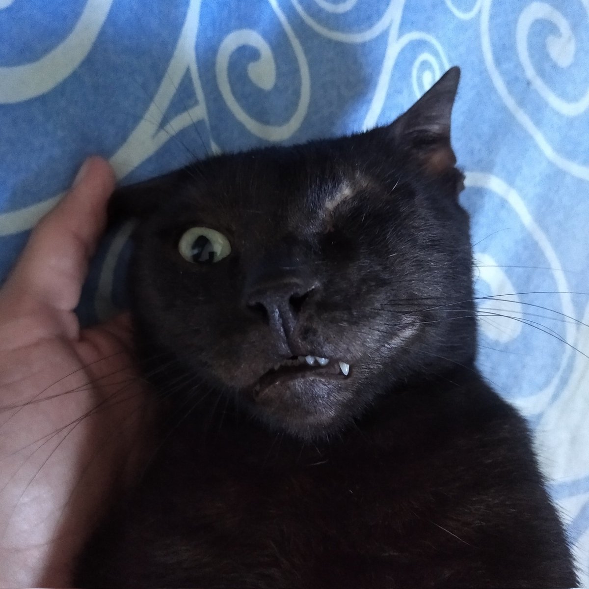 adjunto foto del delincuente