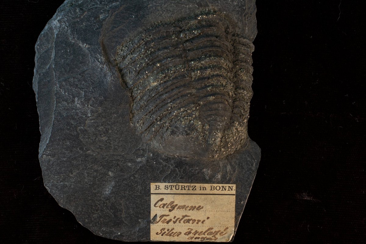 Cambrian-Ordovician IMLS (@ordovician_imls) on Twitter photo #FossilFriday Slighty young for this grant, but check out this pyritized Silurian trilobite (Calymene tristani) from France! This specimen was originally part of UC Berkeley's College of Mines collection before moving to UCMP when it was established in 1921. <a href="/ucmpberkeley/">UC Museum of Paleo</a> #FossilFriday Slighty young for this grant, but check out this pyritized Silurian trilobite (Calymene tristani) from France! This specimen was originally part of UC Berkeley's College of Mines collection before moving to UCMP when it was established in 1921. <a href="/ucmpberkeley/">UC Museum of Paleo</a>