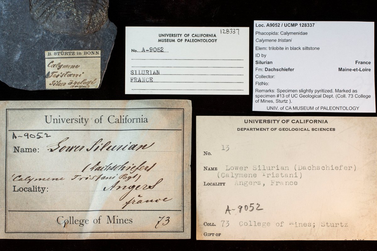 Ordovician_IMLS's tweet image. #FossilFriday Slighty young for this grant, but check out this pyritized Silurian trilobite (Calymene tristani) from France! This specimen was originally part of UC Berkeley&apos;s College of Mines collection before moving to UCMP when it was established in 1921. @ucmpberkeley