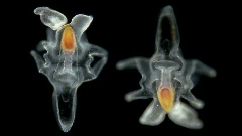 Ferdinand Marlétaz (@ferdix) on Twitter photo Postdoc position available in my lab (2y) to work on evolution of regulation and 3D genome in animals, anyone interested in echinoderms, evodevo, genomes and bodyplan, please make contact ( DM or email) <a href="/CloeFor/">CLOE: UCL Centre for Life's Origins and Evolution</a> <a href="/UCLLifeSciences/">UCL Faculty of Life Sciences</a>
ucl.ac.uk/work-at-ucl/se… Postdoc position available in my lab (2y) to work on evolution of regulation and 3D genome in animals, anyone interested in echinoderms, evodevo, genomes and bodyplan, please make contact ( DM or email) <a href="/CloeFor/">CLOE: UCL Centre for Life's Origins and Evolution</a> <a href="/UCLLifeSciences/">UCL Faculty of Life Sciences</a>
ucl.ac.uk/work-at-ucl/se…