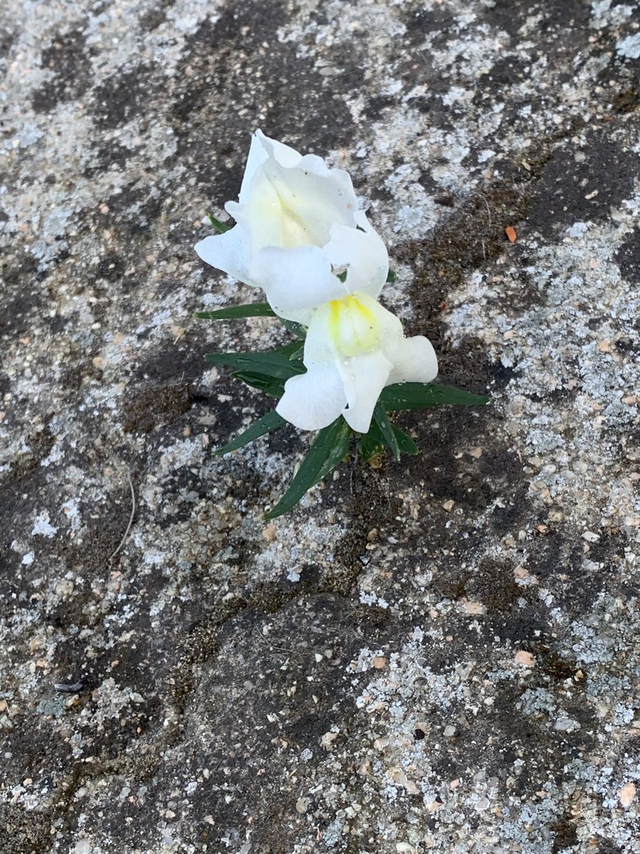 montsebenedi's tweet image. I la vida s’obre pas al terra de formigó #Conillet #Maresme #Llar