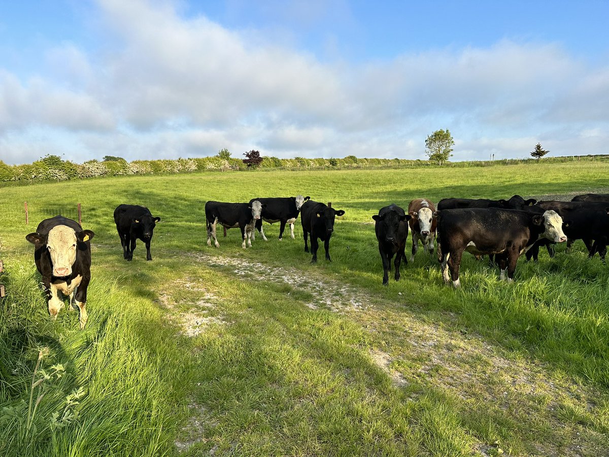 The cattle have arrived..!! 
Thank you to <a href="/BuitelaarGroup/">Buitelaar Group</a> 💪🐂👌